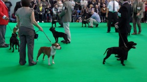 Staffie ring, Crufts 2011