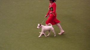 Parson Russell Terrier Best in Breed, Crufts 2011